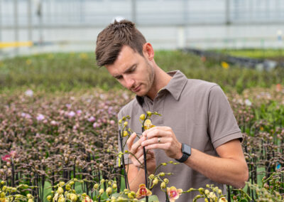 Een orchidee verzorgen