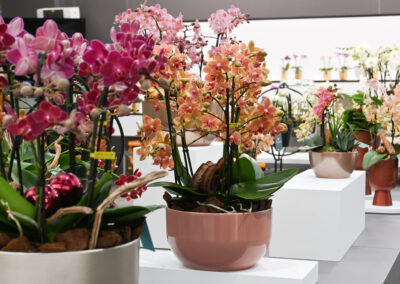 Orchidee verwerken in een arrangement