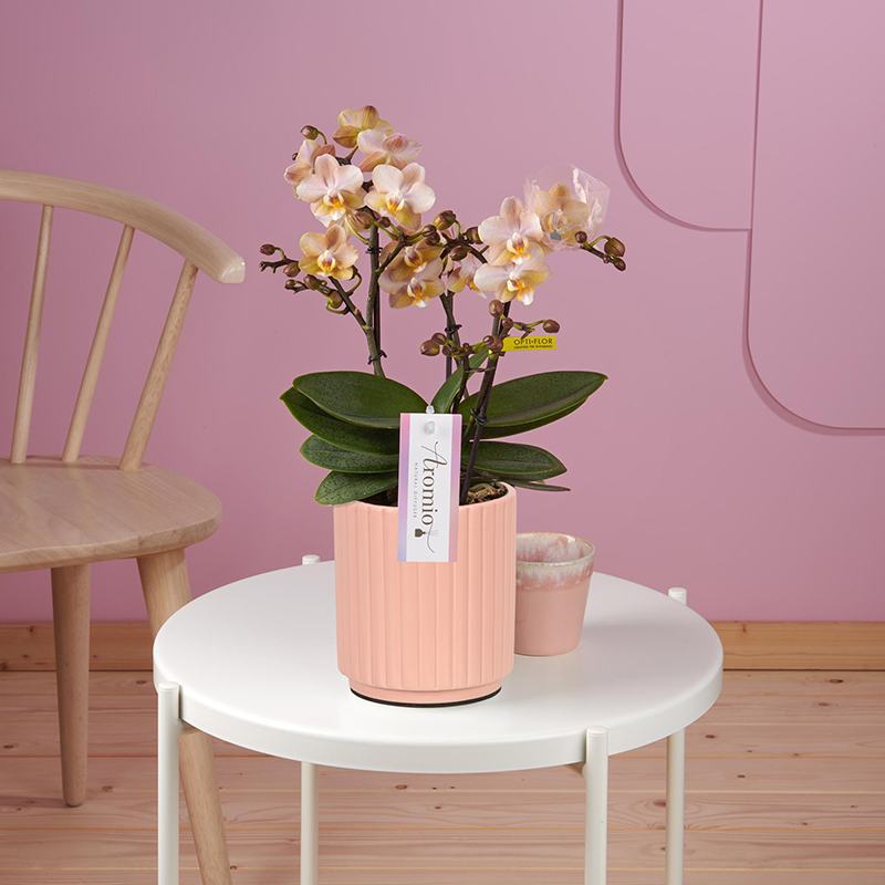Aromio Powdery